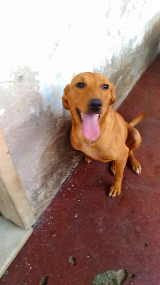 Cachorro ra a SRD idade 1 ano nome S/nome