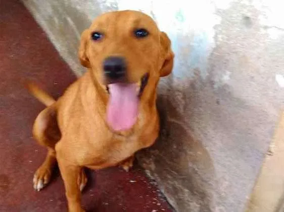 Cachorro ra a SRD idade 1 ano nome S/nome