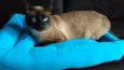 Mel