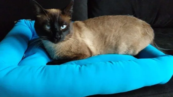 Gato ra a Siamês idade 5 anos nome Mel