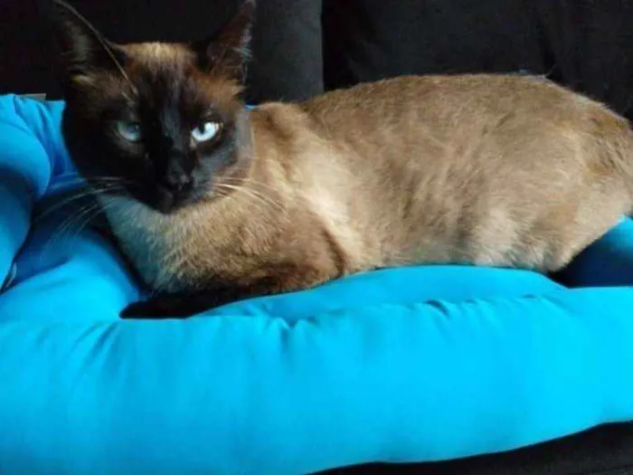 Gato ra a Siamês idade 5 anos nome Mel