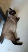 Mel