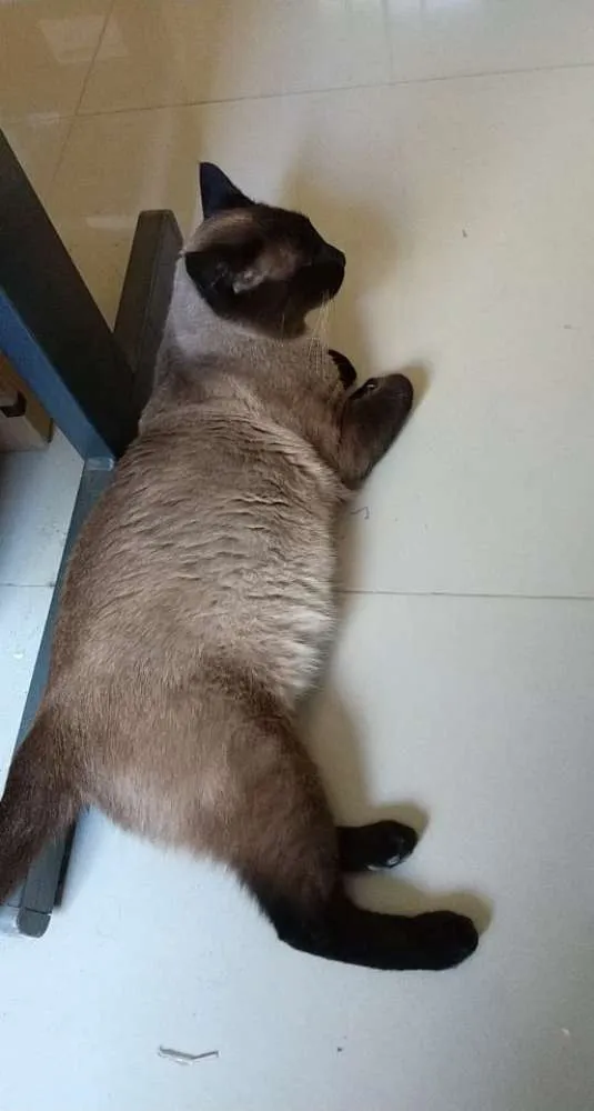 Gato ra a Siamês idade 5 anos nome Mel