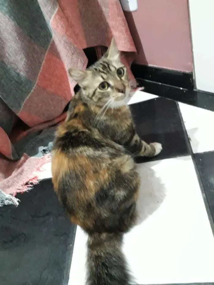 Gato raça Srd idade  nome Luna