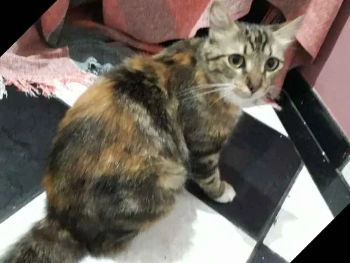 Gato raça Srd idade  nome Luna
