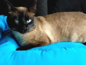 Gato raça Siamês idade 5 anos nome Mel