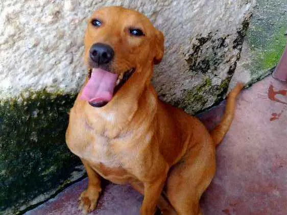 Cachorro ra a SRD idade 1 ano nome S/nome