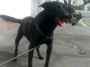 Cachorro raça SRD idade 3 anos nome Pretinho