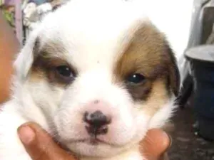 Cachorro raça Srd  idade Abaixo de 2 meses nome Bebês adoção urgente