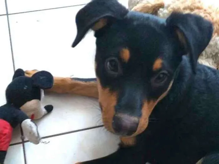 Cachorro ra a  idade 2 a 6 meses nome Lyka