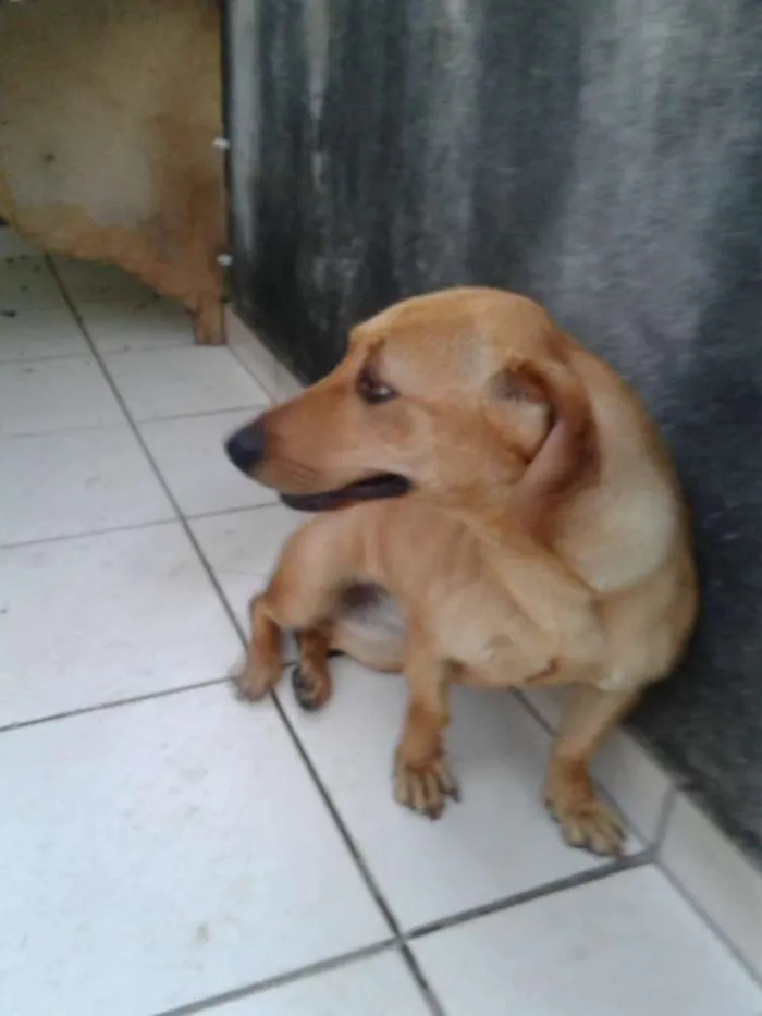Cachorro ra a Sem raça definida idade 1 ano nome Luna