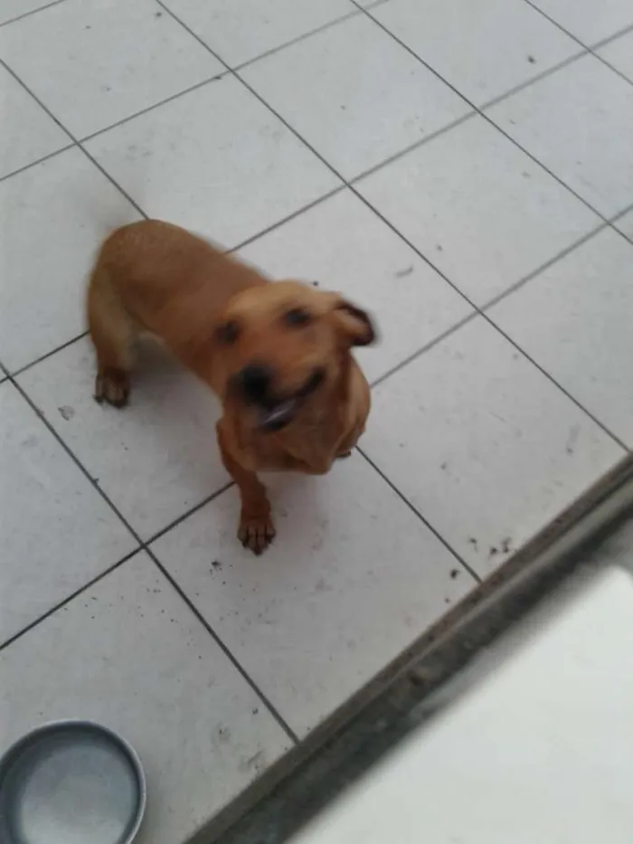 Cachorro ra a Sem raça definida idade 1 ano nome Luna