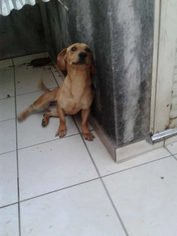 Cachorro ra a Sem raça definida idade 1 ano nome Luna