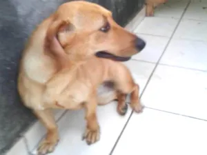 Cachorro raça Sem raça definida idade 1 ano nome Luna