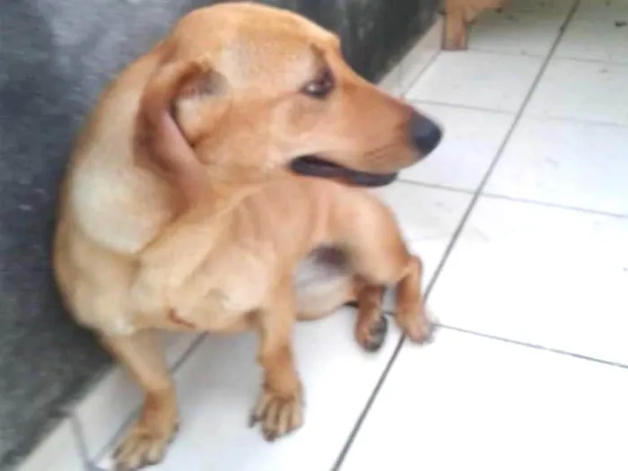 Cachorro ra a Sem raça definida idade 1 ano nome Luna
