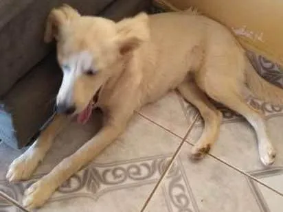 Cachorro ra a Não sei idade 2 a 6 meses nome Charlote