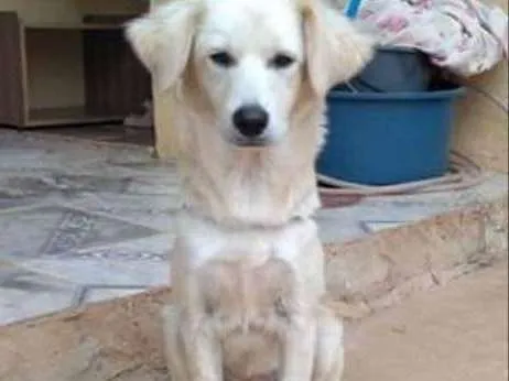 Cachorro ra a Não sei idade 2 a 6 meses nome Charlote