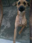 Lupy