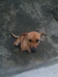 Lupy