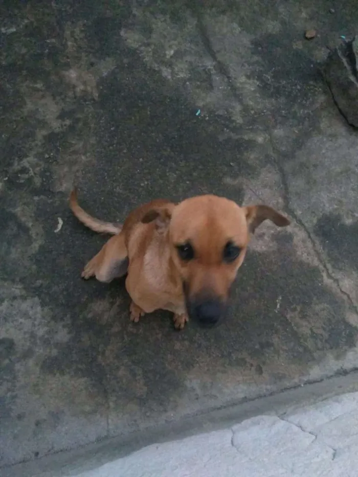 Cachorro raça Viralata idade 2 a 6 meses nome Lupy
