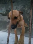 Lupy