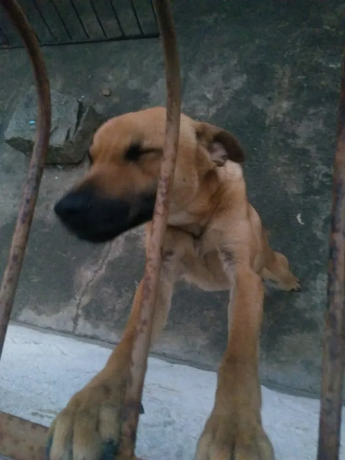 Cachorro raça Viralata idade 2 a 6 meses nome Lupy