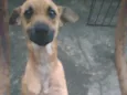 Lupy