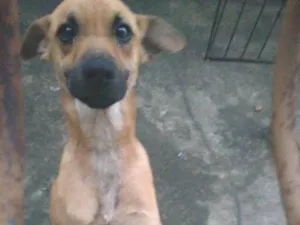 Cachorro raça Viralata idade 2 a 6 meses nome Lupy