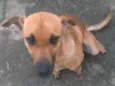 Lupy