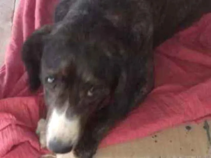 Cachorro ra a Srd idade 2 anos nome July