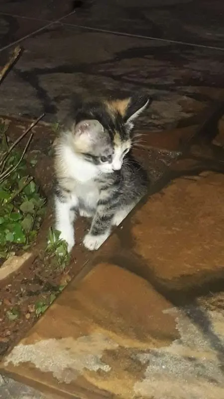 Gato ra a  idade Abaixo de 2 meses nome Não tem