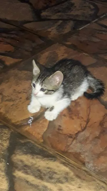 Gato ra a  idade Abaixo de 2 meses nome Não tem