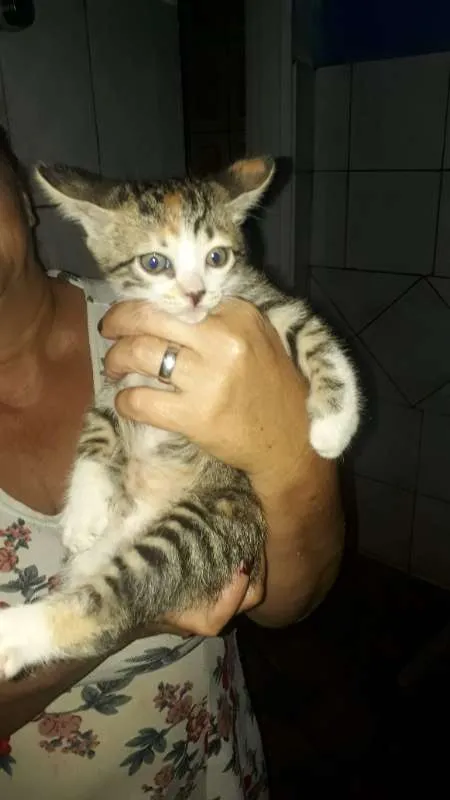 Gato ra a  idade Abaixo de 2 meses nome Não tem