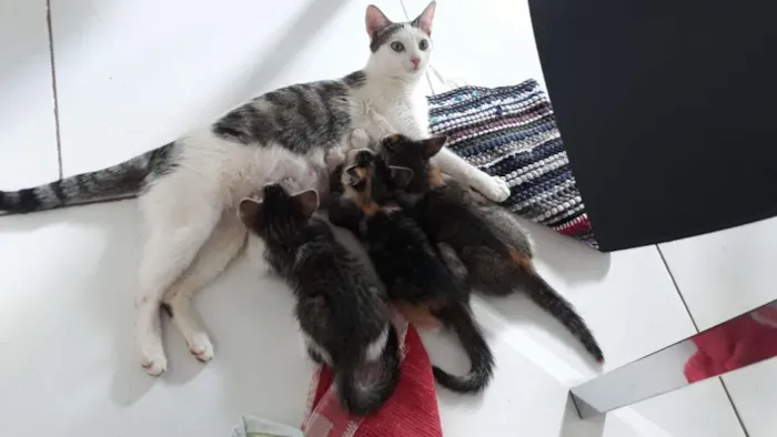 Gato ra a  idade Abaixo de 2 meses nome Não tem