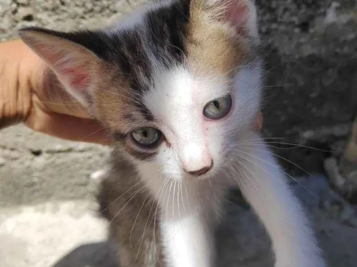 Gato ra a Vira lata idade 2 a 6 meses nome Sem nome