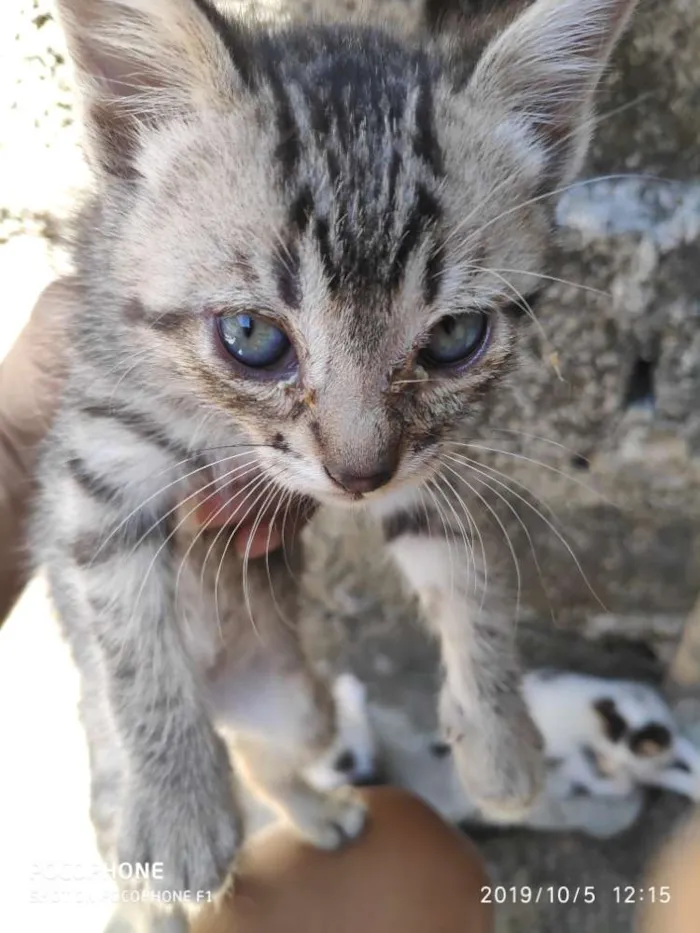 Gato ra a Vira lata idade 2 a 6 meses nome Sem nome