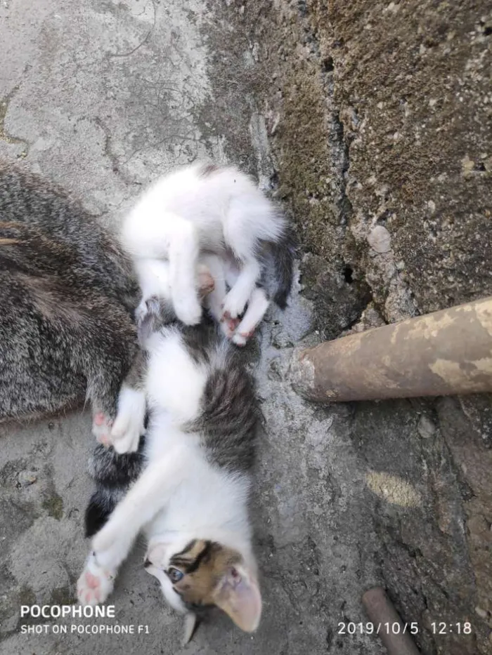 Gato ra a Vira lata idade 2 a 6 meses nome Sem nome