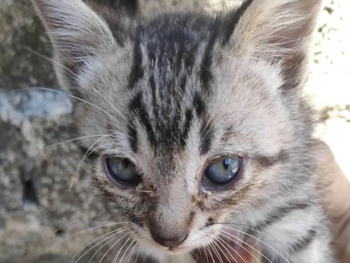 Gato ra a Vira lata idade 2 a 6 meses nome Sem nome