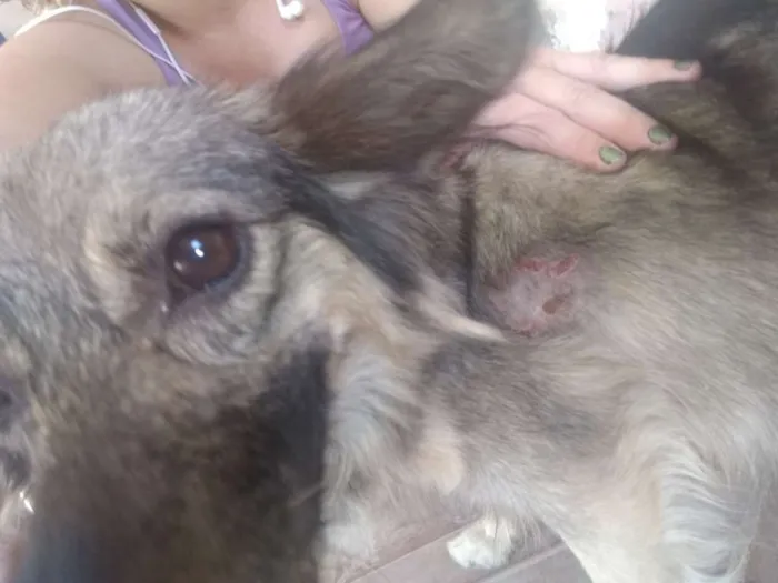 Cachorro ra a SRD idade 4 anos nome Mel