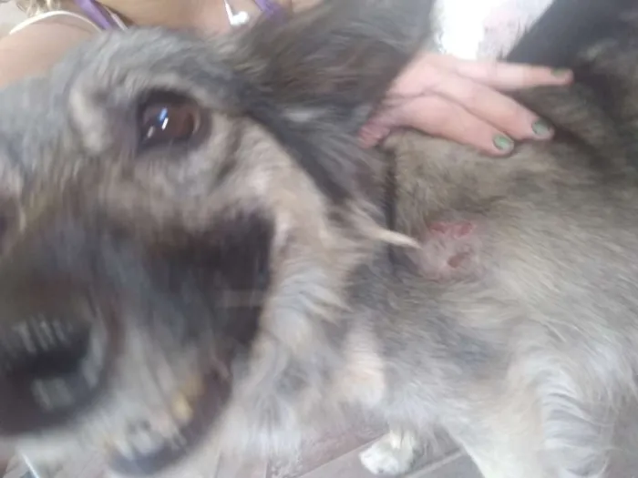 Cachorro ra a SRD idade 4 anos nome Mel