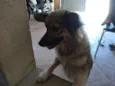 Mel