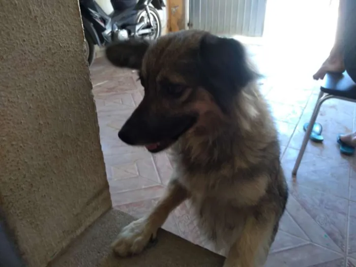 Cachorro ra a SRD idade 4 anos nome Mel