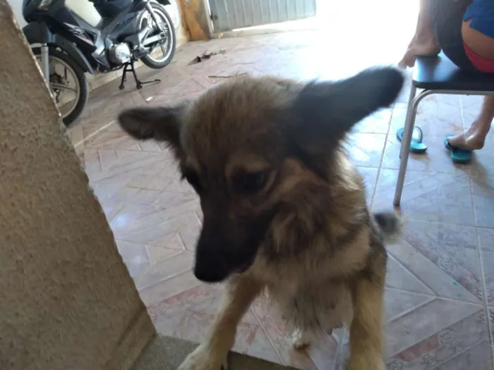 Cachorro ra a SRD idade 4 anos nome Mel