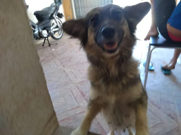 Cachorro ra a SRD idade 4 anos nome Mel