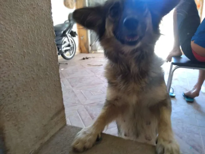 Cachorro ra a SRD idade 4 anos nome Mel