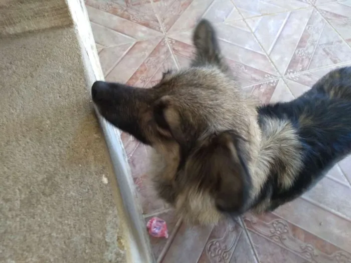 Cachorro ra a SRD idade 4 anos nome Mel