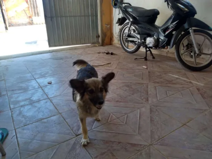 Cachorro ra a SRD idade 4 anos nome Mel