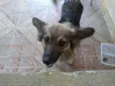 Mel