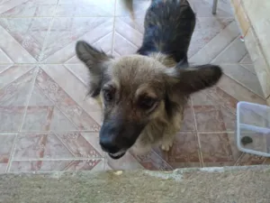 Cachorro raça SRD idade 4 anos nome Mel