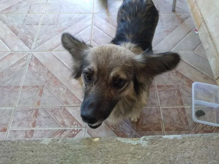 Cachorro ra a SRD idade 4 anos nome Mel
